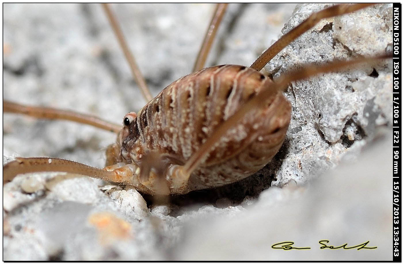 Opilio transversalis?